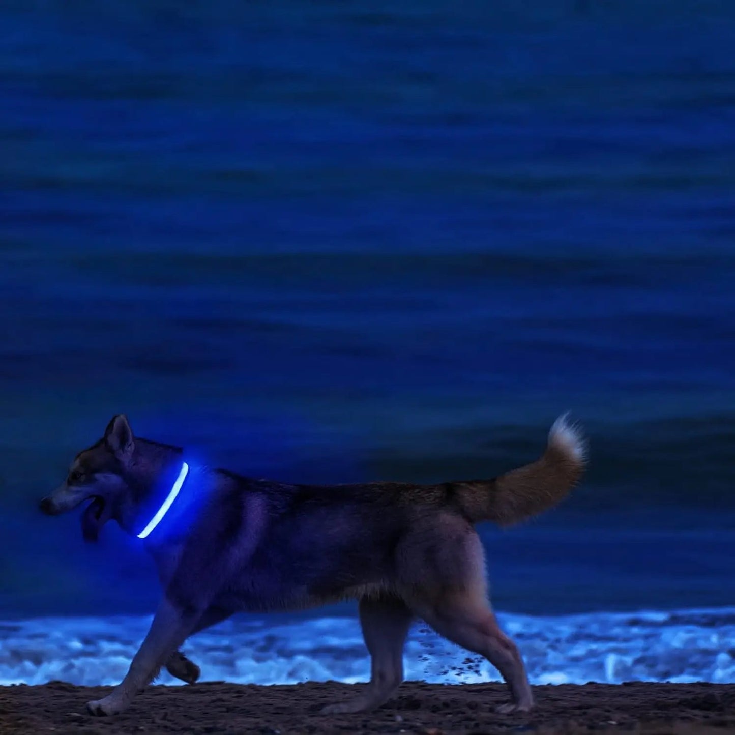 BrightBark - LED Halsband voor Hond met Oplaadbare Batterijen