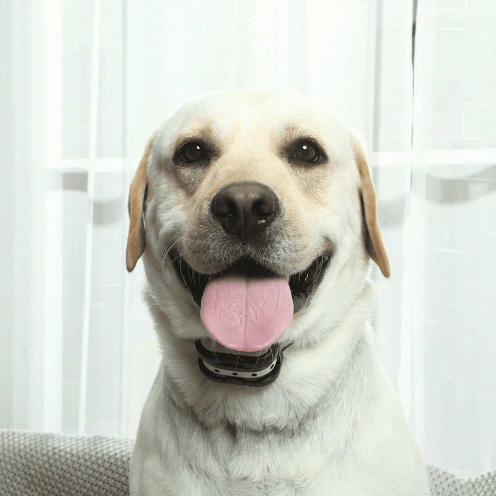 PetPerimeter - Draadloze hondenomheining met verstelbare correctieniveaus