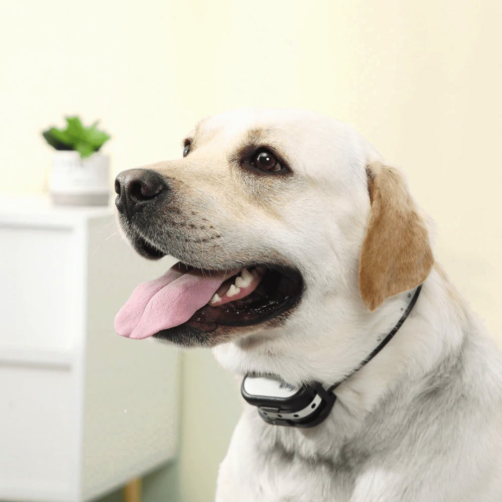 PetPerimeter - Draadloze hondenomheining met verstelbare correctieniveaus