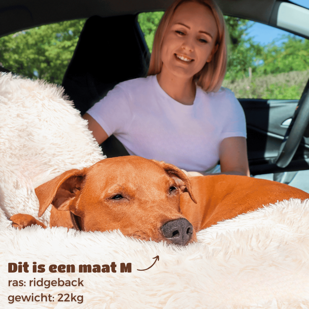 SafePaws | Auto Hondenmand